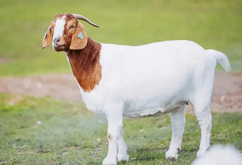 boer vpse